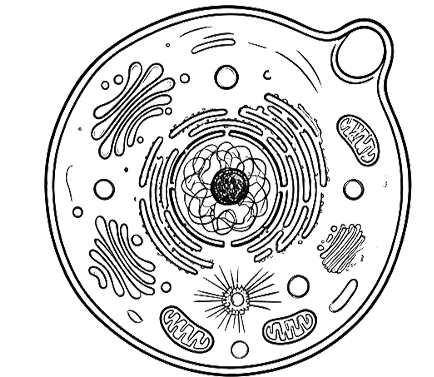 CELLULAR RENEWAL