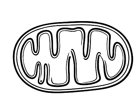 MITOCHONDRIAL SUPPORT