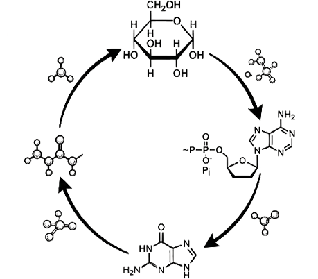 BIOLOGICAL RHYTHM